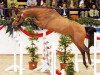stallion Artani 2 (Holsteiner, 2003, from Acorado I)