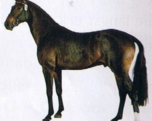 stallion Caribik (Holsteiner, 1994, from Calypso II)