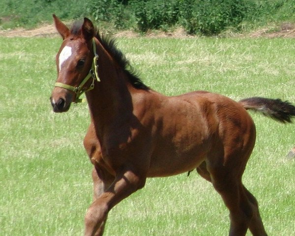 jumper Maracaibo (Hanoverian, 2010, from Mighty Magic)