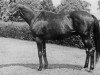 stallion Roman xx (Thoroughbred, 1937, from Sir Gallahad III xx)