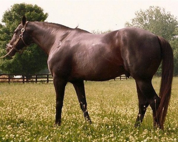 stallion Chieftain II xx (Thoroughbred, 1961, from Bold Ruler xx)