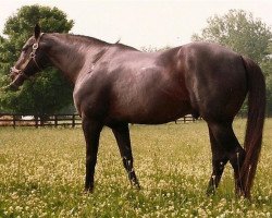 stallion Chieftain II xx (Thoroughbred, 1961, from Bold Ruler xx)