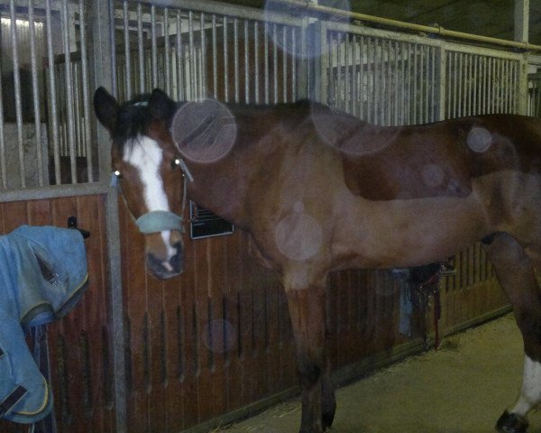 horse Linus Louis (Hessian Warmblood, 2002, from Lanciano)