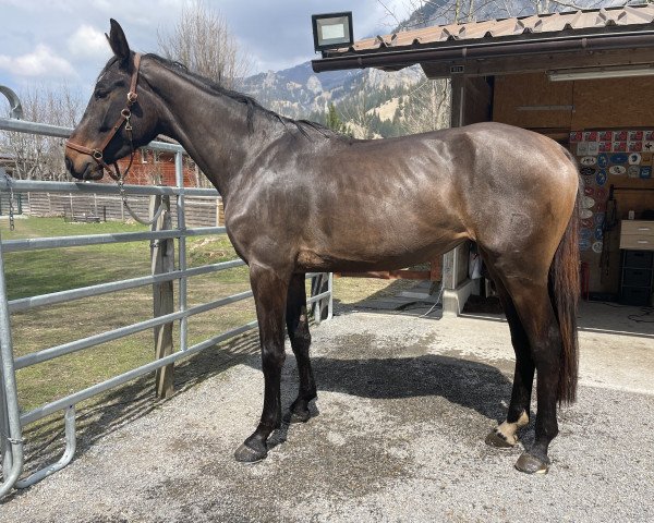 Springpferd Sghana MB CH (Schweizer Warmblut, 2019, von Coeur de Nobless M)