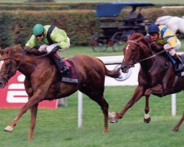 horse Palais Tiff xx (Thoroughbred, 1999, from In a Tiff xx)