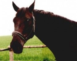 broodmare Angelina (Hanoverian, 1988, from Alpius)