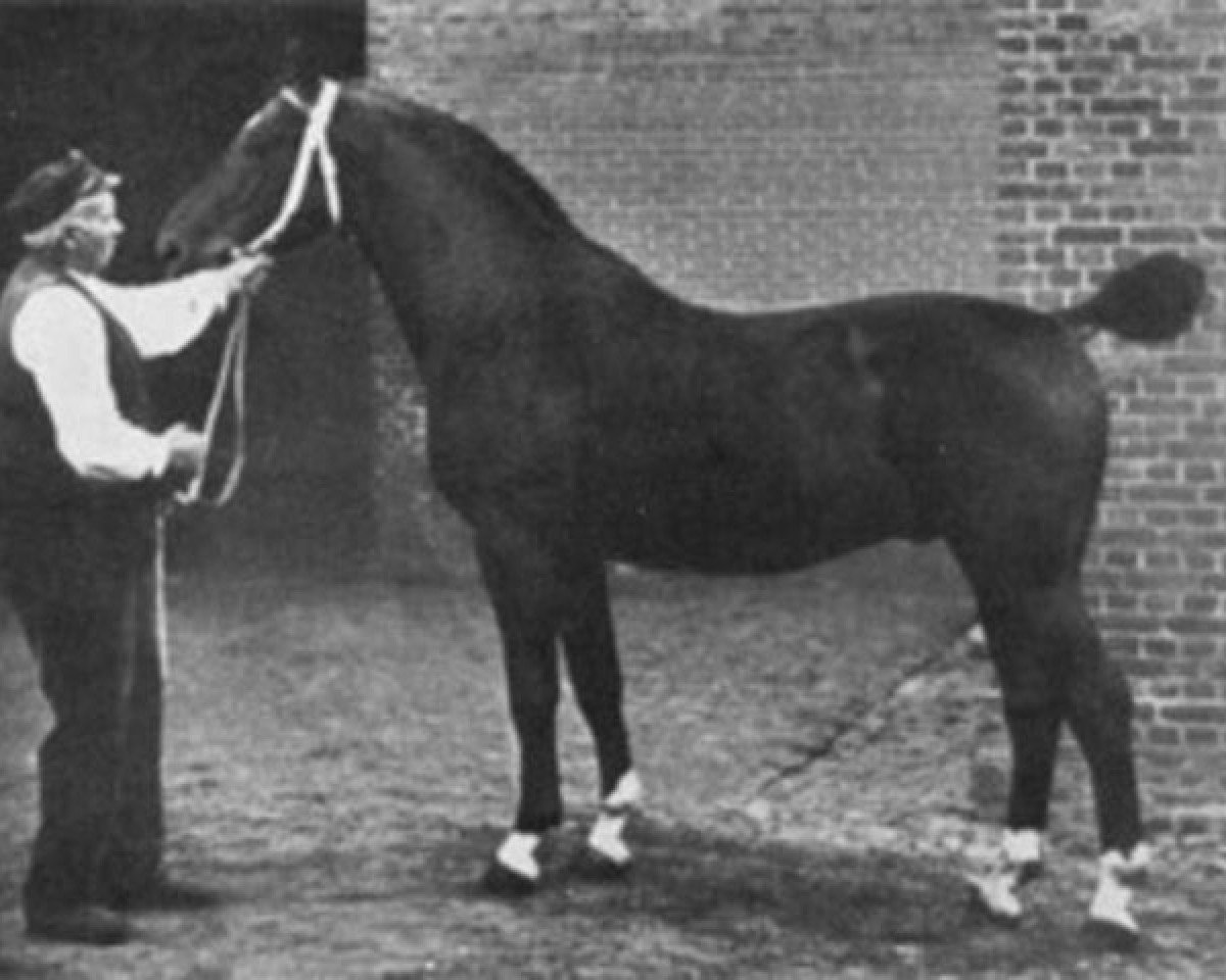 stallion Lorbeer 2615 (Holsteiner, 1919, from Elegant 2421)