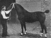 horse Lorbeer 2615 (Holsteiner, 1919, from Elegant)