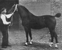 stallion Lorbeer 2615 (Holsteiner, 1919, from Elegant 2421)