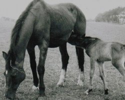 broodmare Rappel (Holsteiner, 1939, from Heinzelmann)