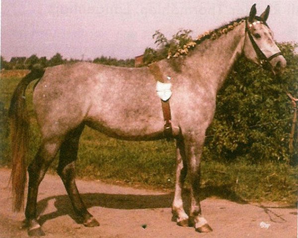 horse Vase (Holsteiner, 1961, from Ramzes AA)