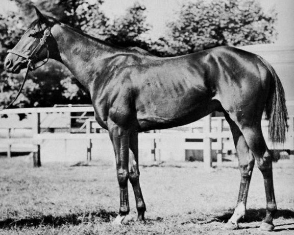 stallion Market Wise xx (Thoroughbred, 1938, from Brokers Tip xx)