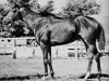 stallion Market Wise xx (Thoroughbred, 1938, from Brokers Tip xx)