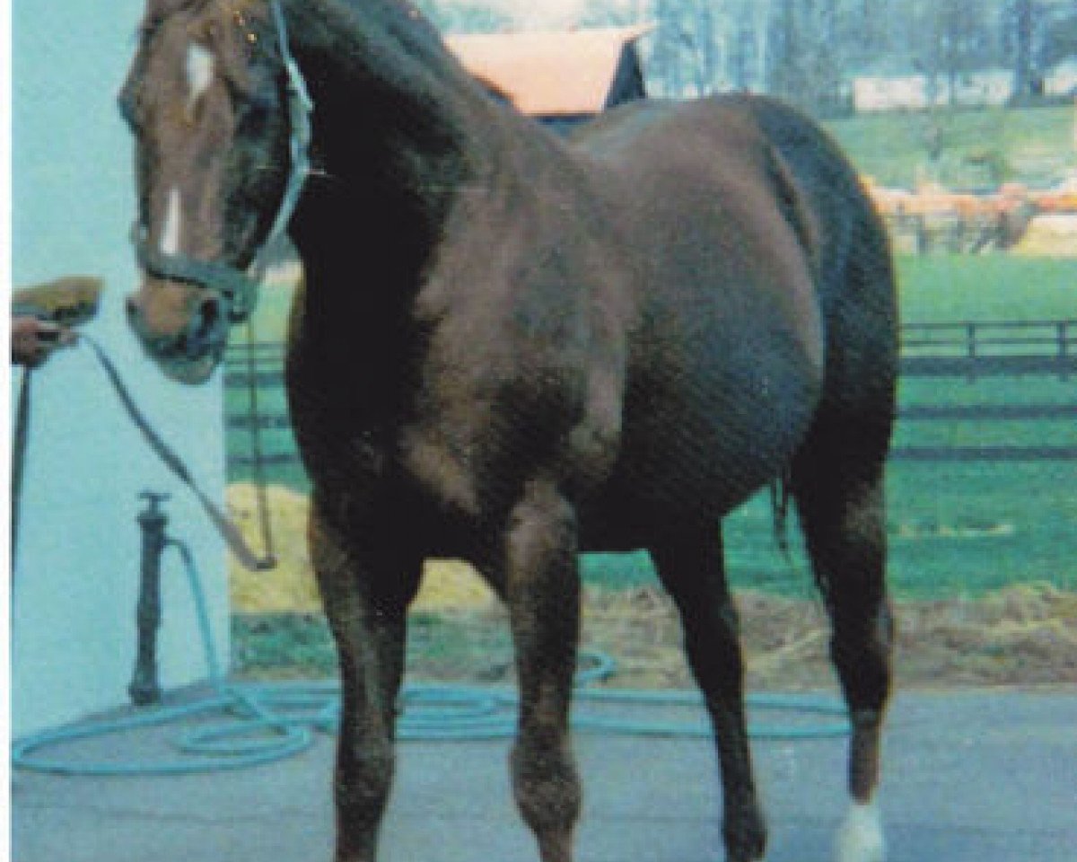 stallion To Market xx (Thoroughbred, 1948, from Market Wise xx)