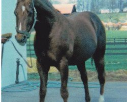 stallion To Market xx (Thoroughbred, 1948, from Market Wise xx)