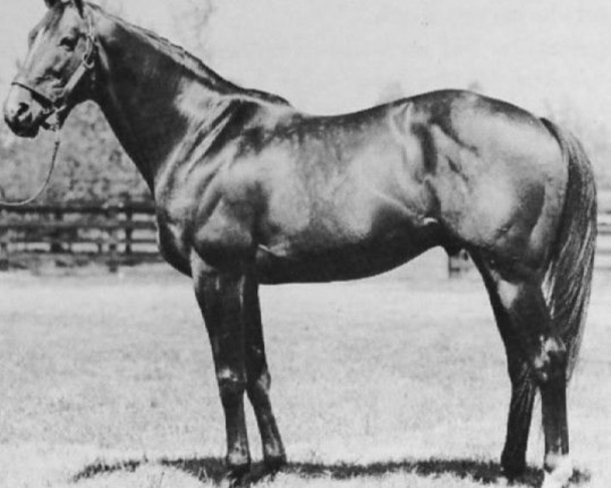 stallion Bold Bidder xx (Thoroughbred, 1962, from Bold Ruler xx)