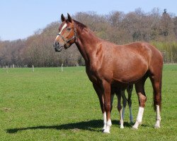 broodmare For Divina (Oldenburg, 2018, from For Romance I)