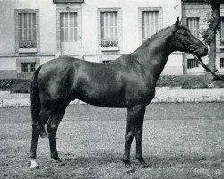 stallion Thailand AA (Anglo-Arabs, 1964, from Djerba Oua ox)