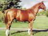 stallion Alban A AA (Anglo-Arabs, 1975, from Fayriland II AA)