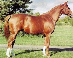 stallion Alban A AA (Anglo-Arabs, 1975, from Fayriland II AA)