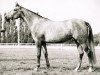 horse Ibylle (Holsteiner, 1972, from Moltke I)