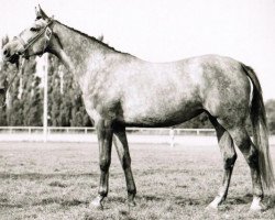 broodmare Ibylle (Holsteiner, 1972, from Moltke I)