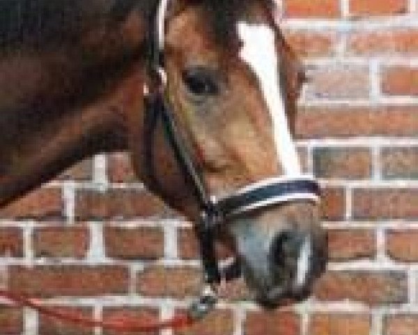 broodmare Palais xx (Thoroughbred, 1985, from Wise Money xx)