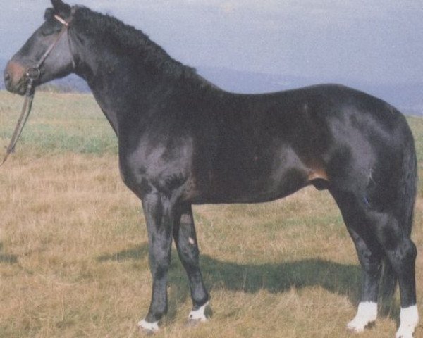 stallion Wedemark (Hanoverian, 1974, from Wedekind)