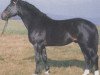 stallion Wedemark (Hanoverian, 1974, from Wedekind)