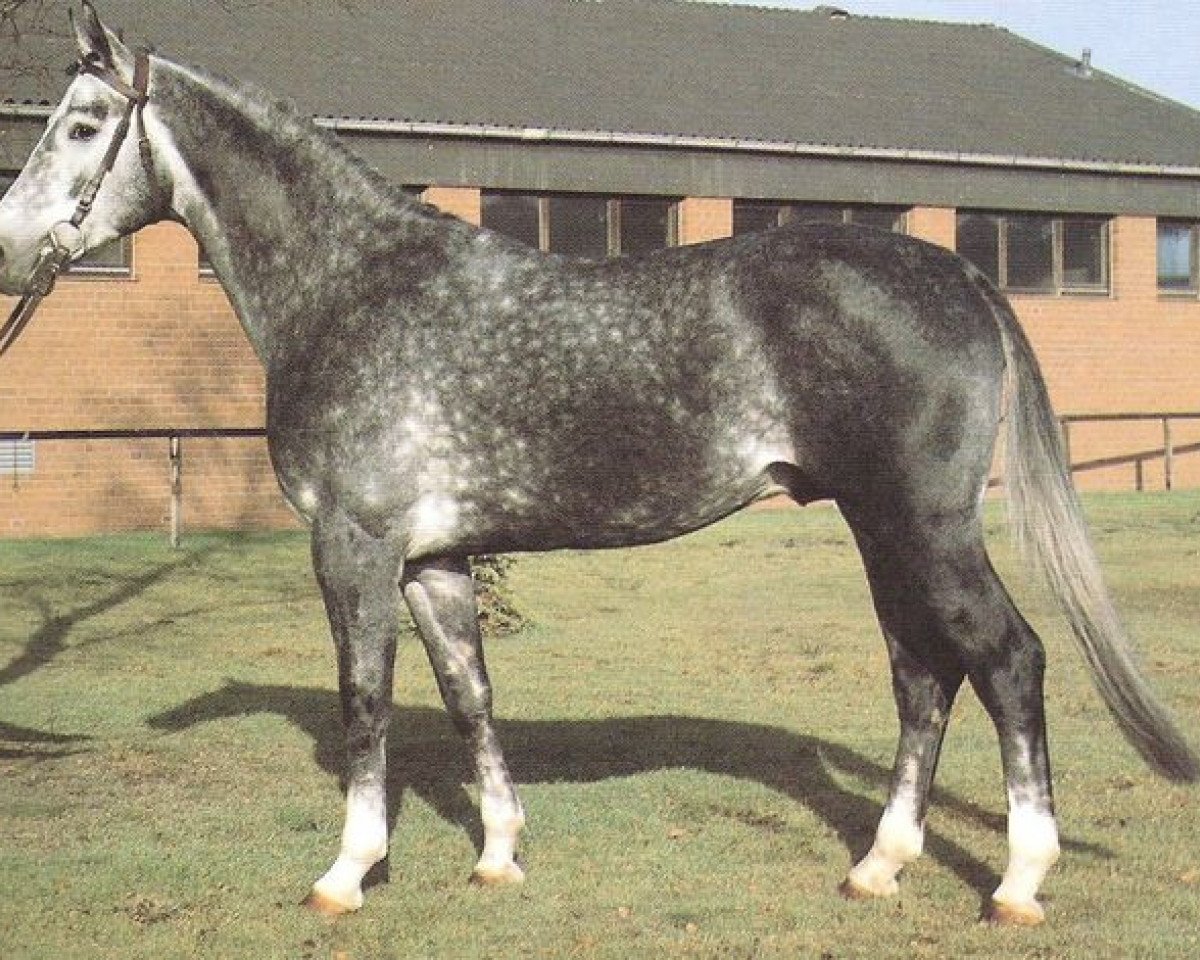 Deckhengst Wedding (Hannoveraner, 1978, von Wedemark)