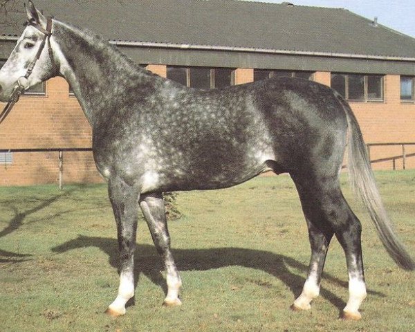 stallion Wedding (Hanoverian, 1978, from Wedemark)