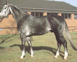 stallion Wedding (Hanoverian, 1978, from Wedemark)