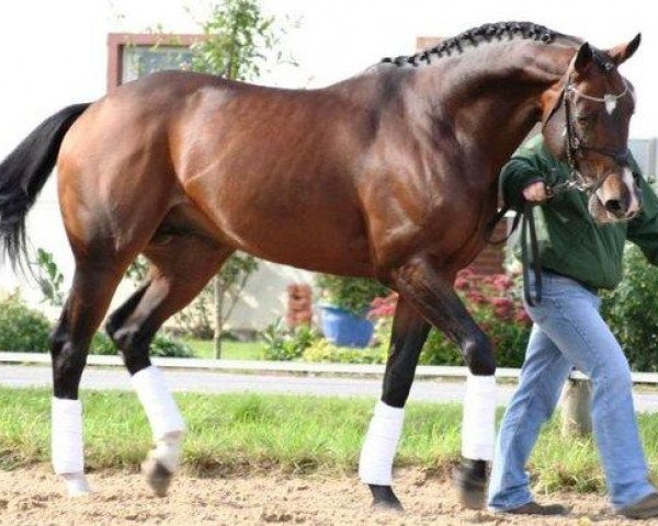 stallion Papellito xx (Thoroughbred, 1998, from Local Suitor xx)