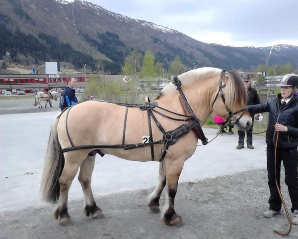 Pferd Blikra Knekten (Fjordpferd, 2013, von Turbo Romeo N.2573)