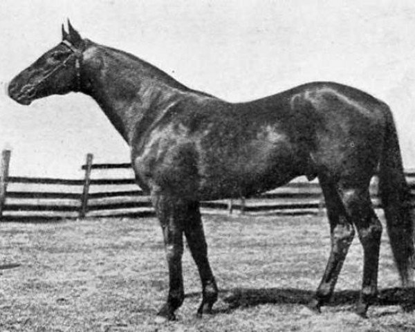 stallion Sweep xx (Thoroughbred, 1907, from Ben Brush xx)