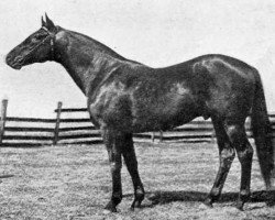 stallion Sweep xx (Thoroughbred, 1907, from Ben Brush xx)