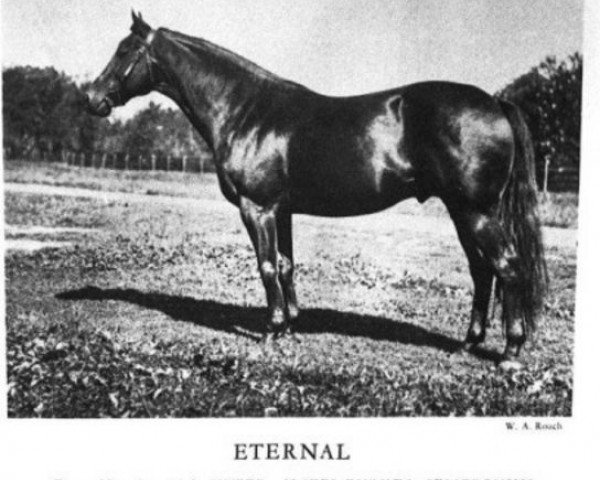 stallion Eternal xx (Thoroughbred, 1916, from Sweep xx)
