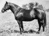 stallion Ariel xx (Thoroughbred, 1925, from Eternal xx)