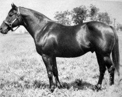 stallion Ariel xx (Thoroughbred, 1925, from Eternal xx)