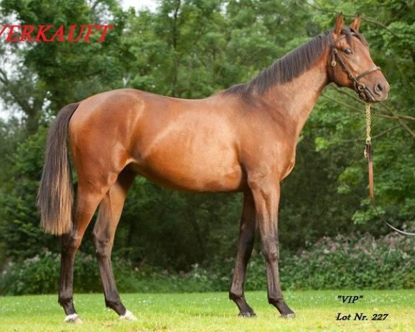 horse VIP xx (Thoroughbred, 2011, from Liquido xx)