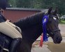 jumper Dirano 9 (German Riding Pony, 2008, from Douglas)