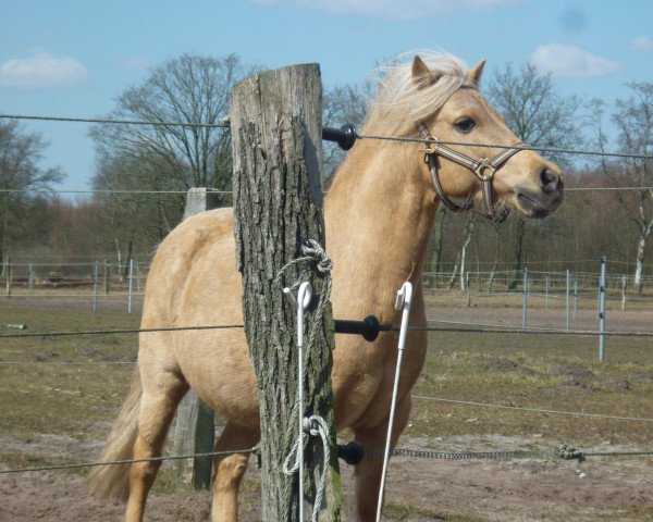dressage horse Silver (Welsh mountain pony (SEK.A),  )