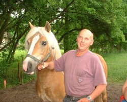 Zuchtstute Biene (Haflinger, 1987, von Arthus (12,5% ox))