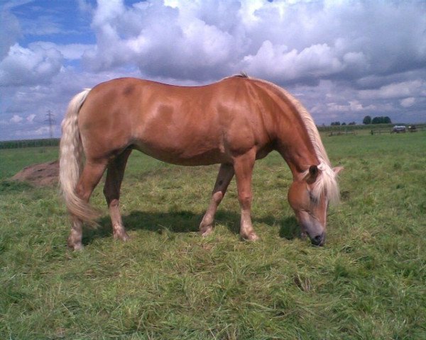 Zuchtstute Bessie (Haflinger, 1996, von Nevado)