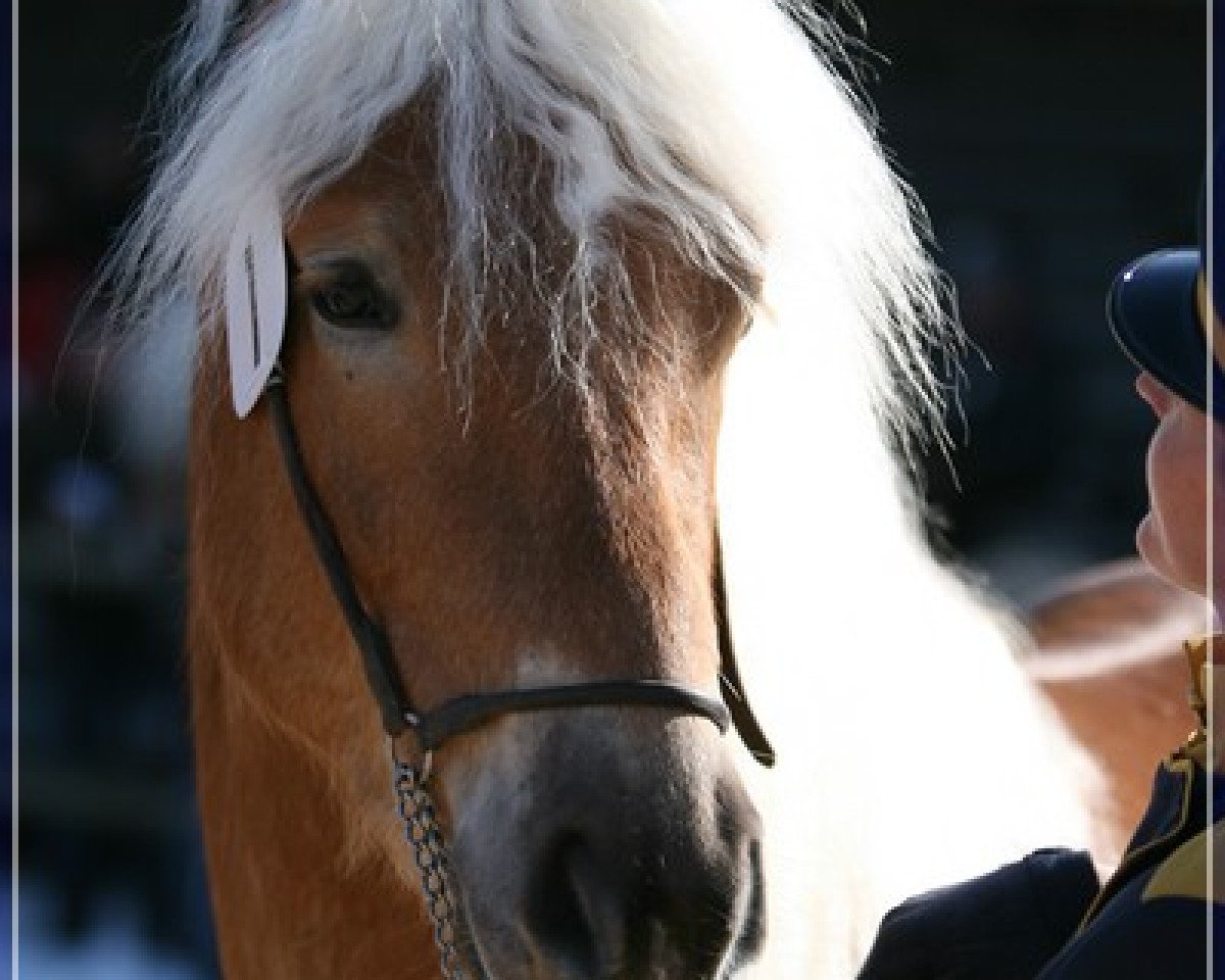 stallion Alphonso (Haflinger, 2006, from Abendstern)