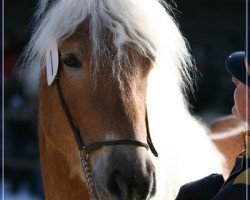 stallion Alphonso (Haflinger, 2006, from Abendstern)