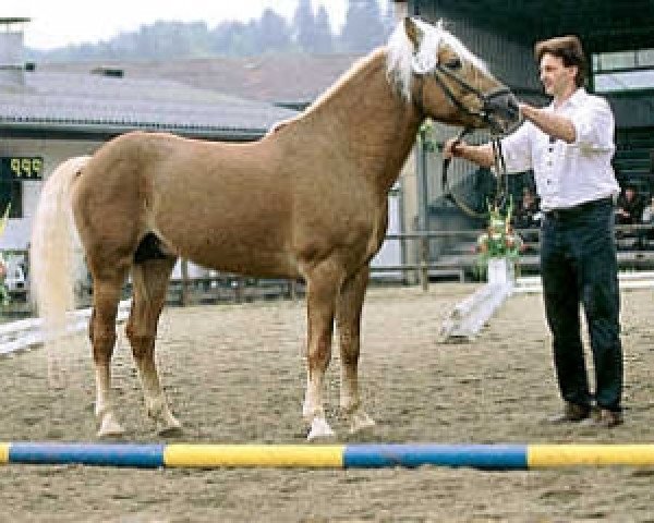 Pferd Almkaiser (Österreichisches Warmblut, 1996, von 1338 Afghan II)