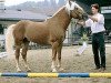 horse Almkaiser (Austrian Warmblood, 1996, from 1338 Afghan II)