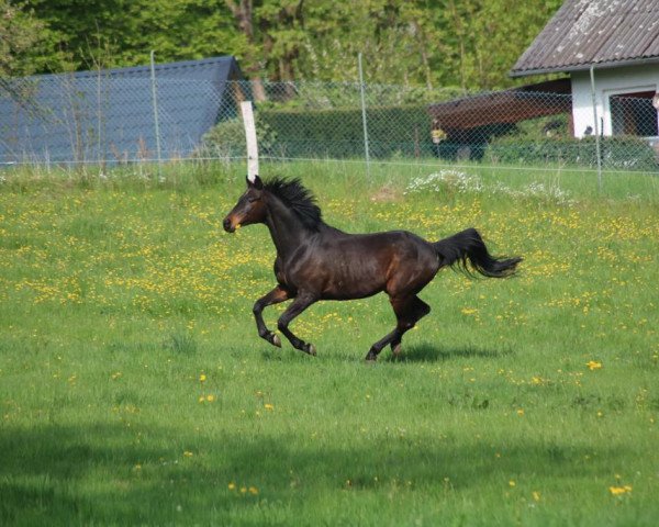 Pferd Iven S (Trakehner, 2005, von Ivernel)