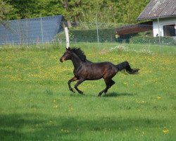 horse Iven S (Trakehner, 2005, from Ivernel)